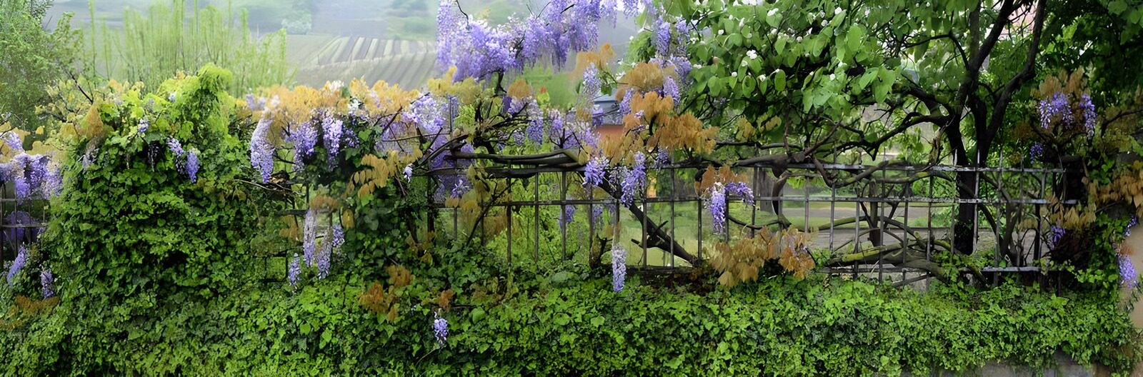WCUK68103: Blue Wisteria  panorama