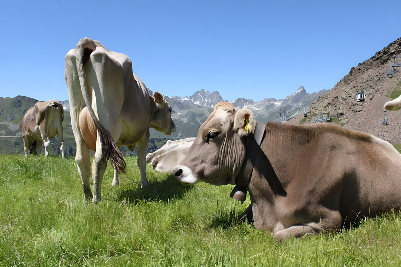 WCUK97588: Some cows in  field . Mountain in the background 2