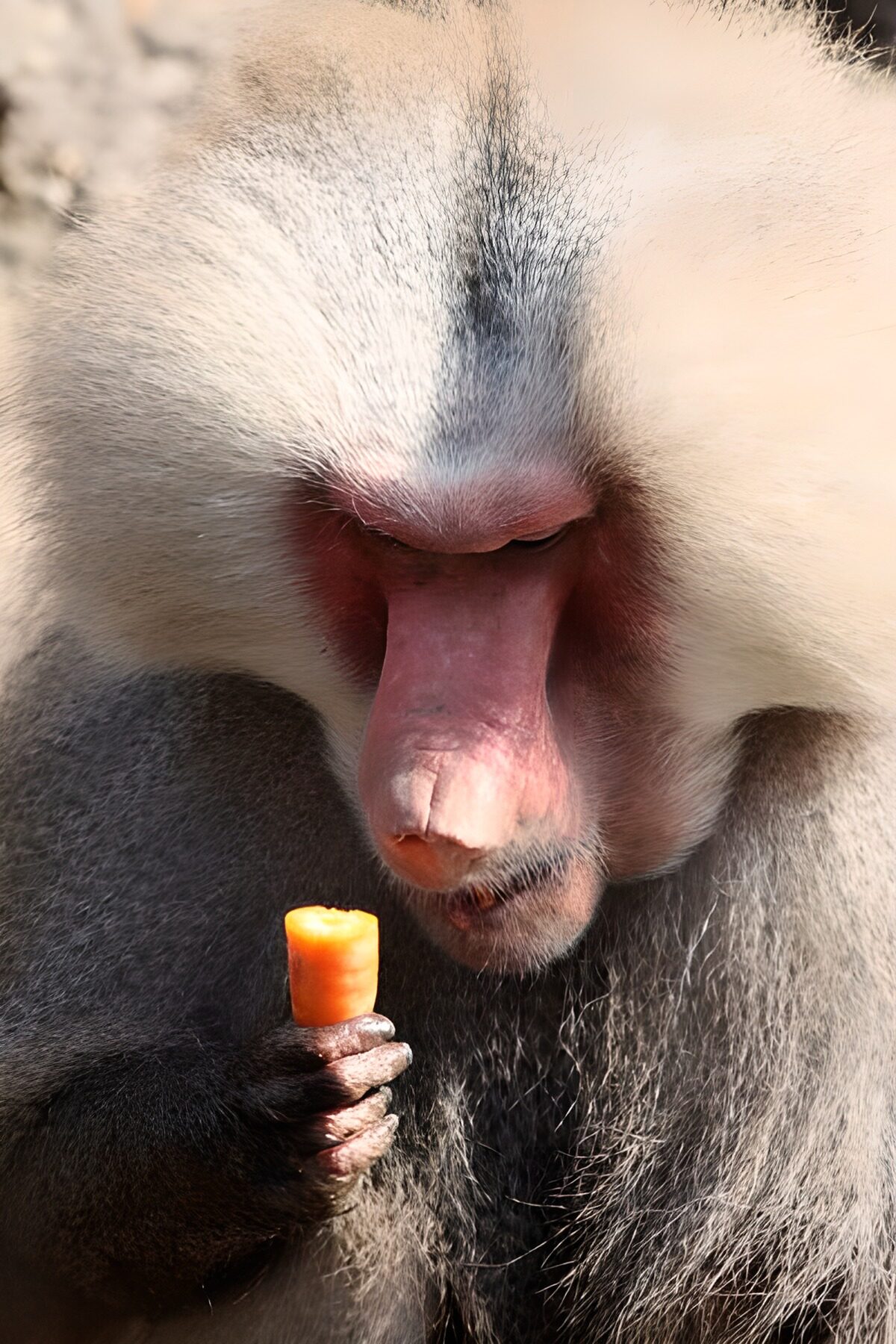 Baboon and carrot