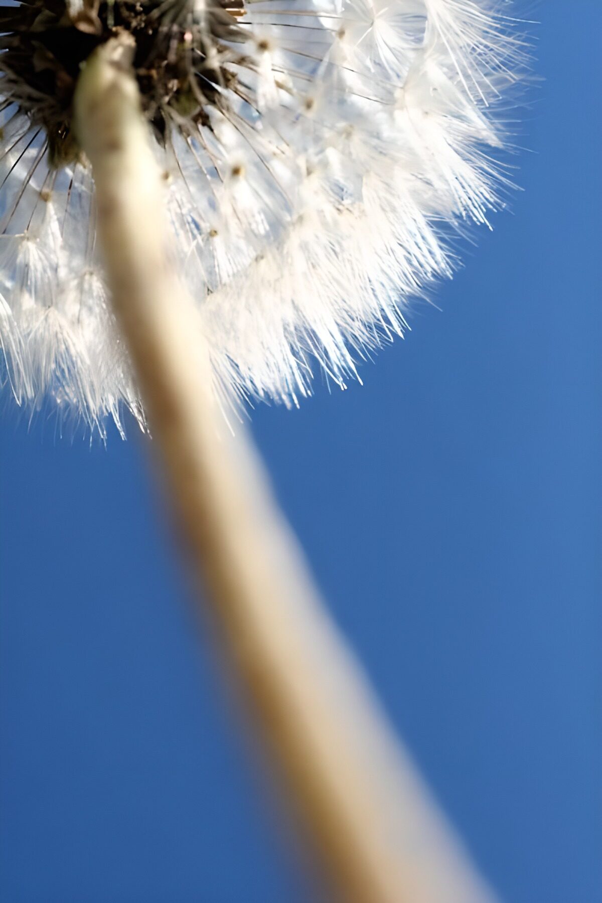 WCUK50059: Flower photo 139