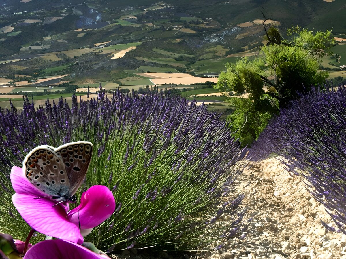 WCUK82041: Butterflies 13