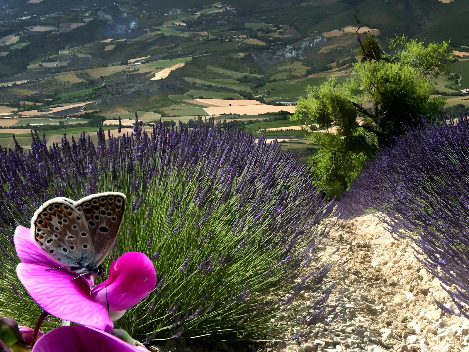 WCUK82041: Butterflies 13