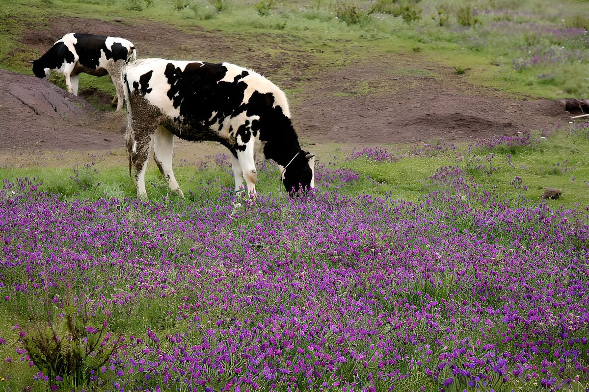 WCUK19381: Cows in purple  field 2