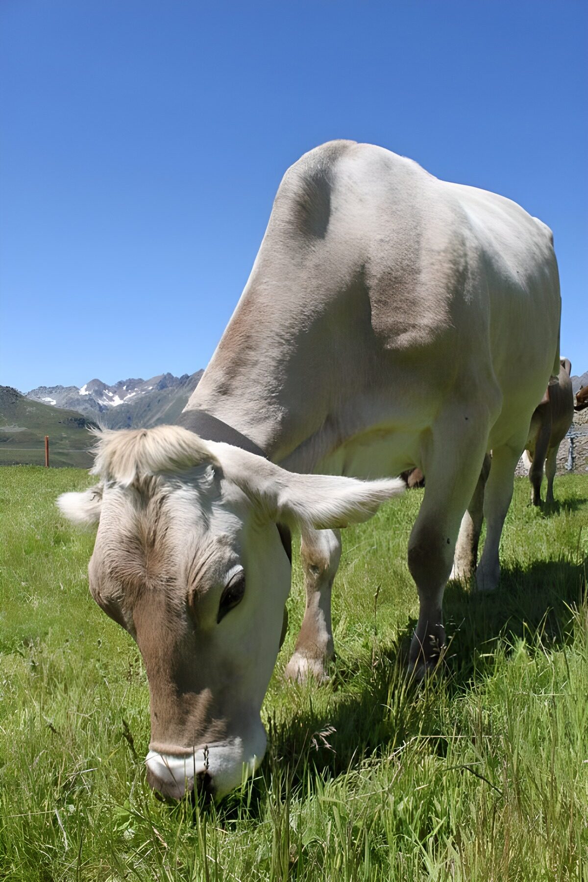 WCUK39998: Cow in  Alpine meadow