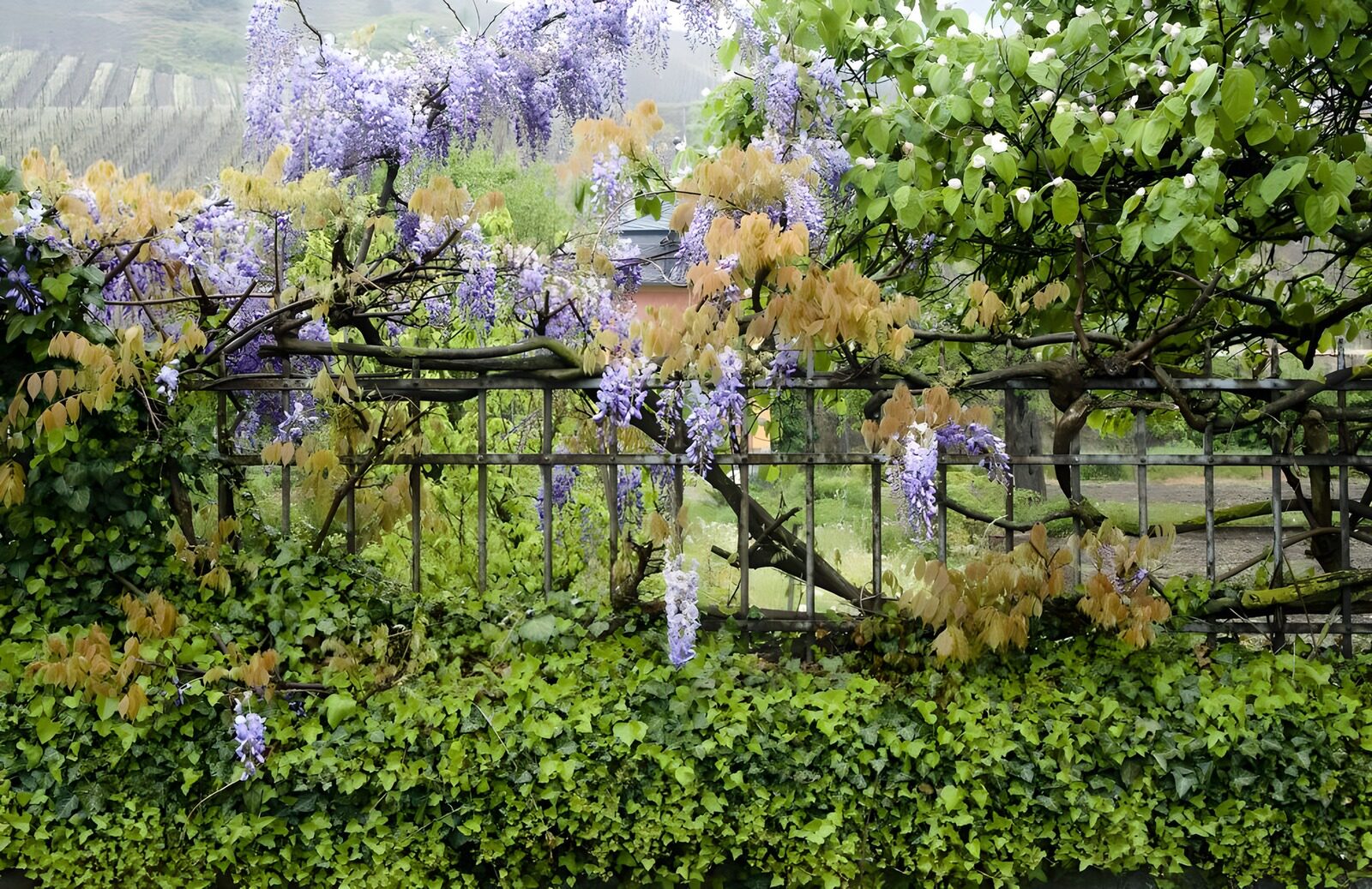 WCUK34774: Gate covered with blue Wisteria and Ivy