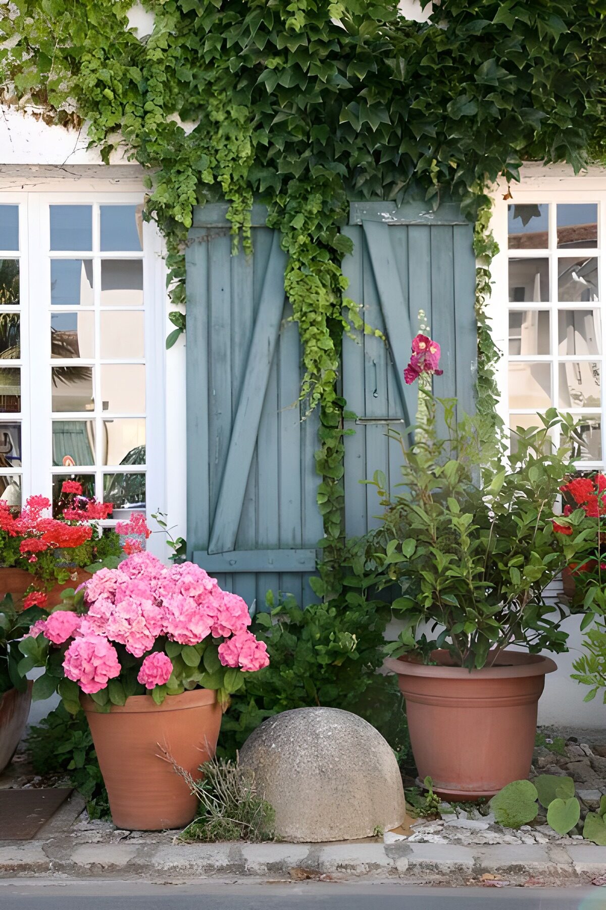 WCUK56598: Flowers and plants in pots next to shutters with ivy.