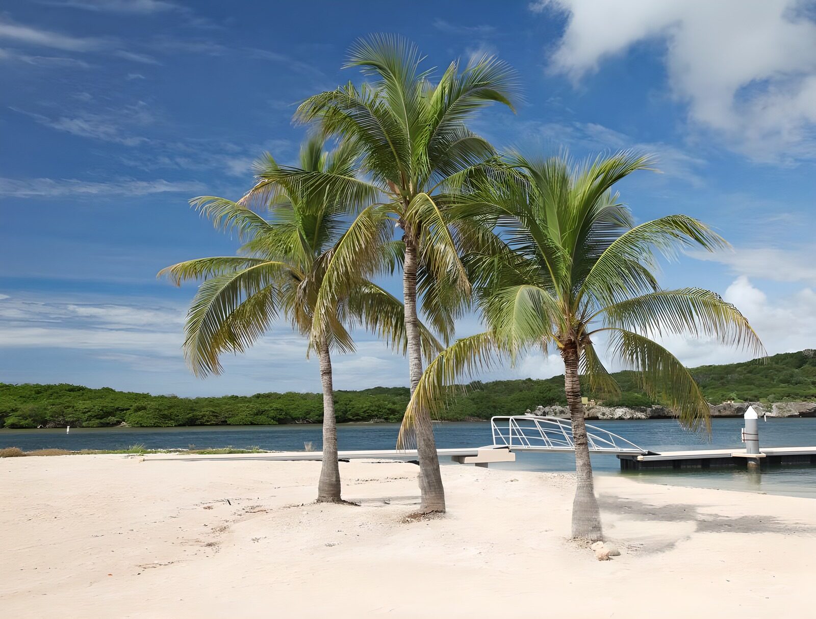 WCUK11965: Three palm trees on the beach