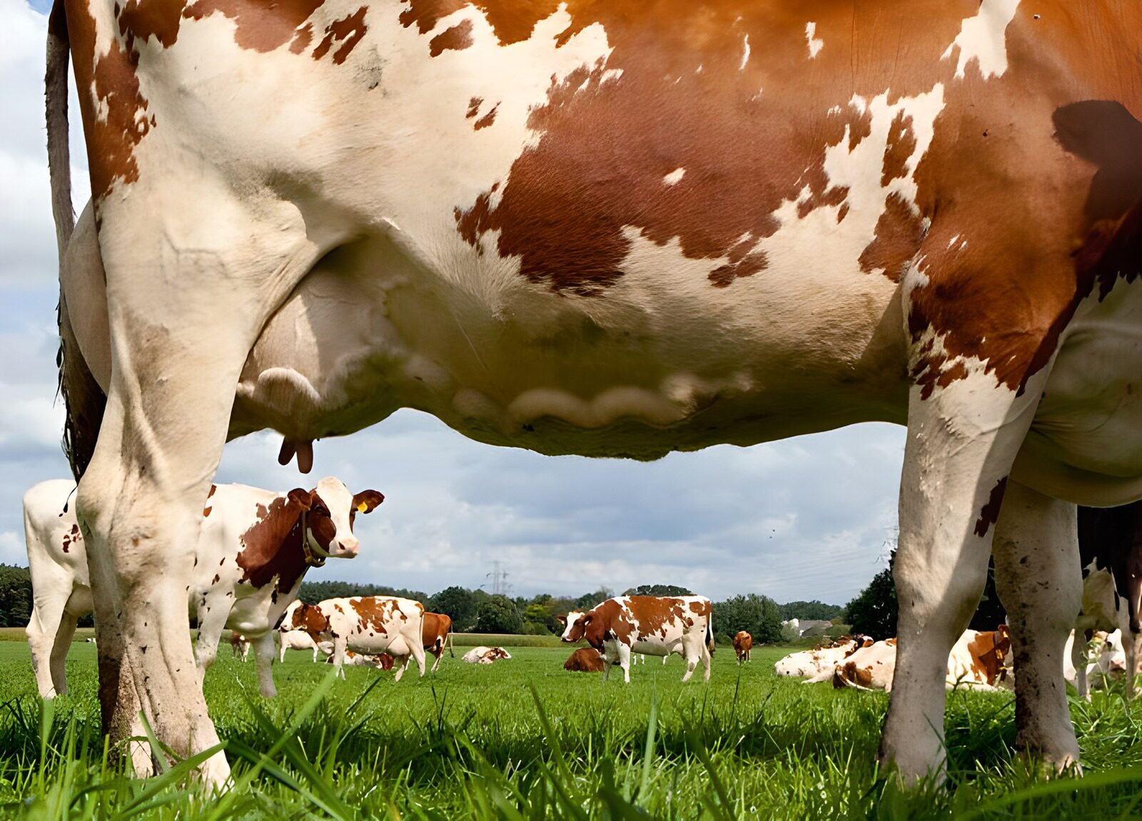 WCUK23405: Close up of cow, view of cows in field
