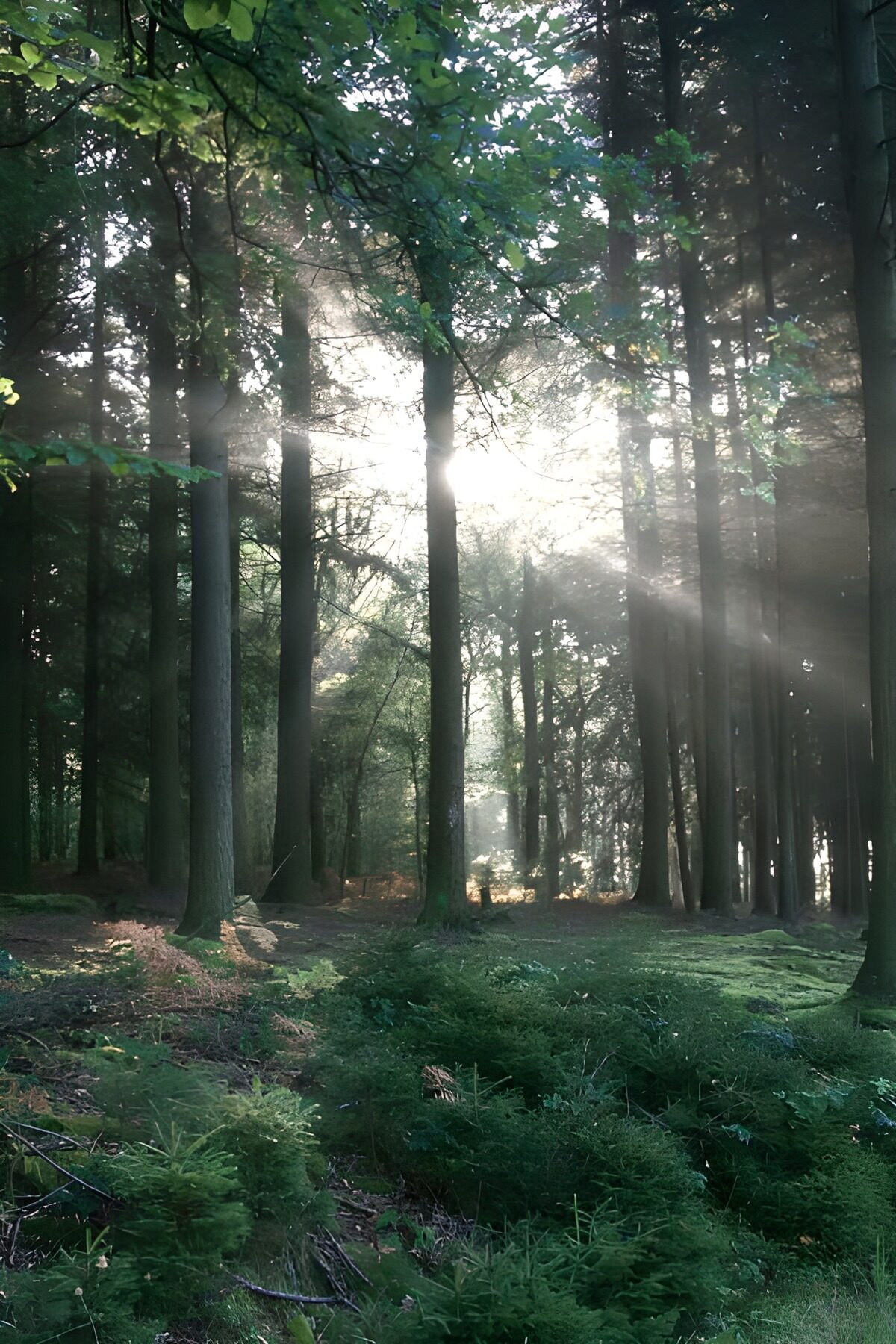 Forest & Parks 26