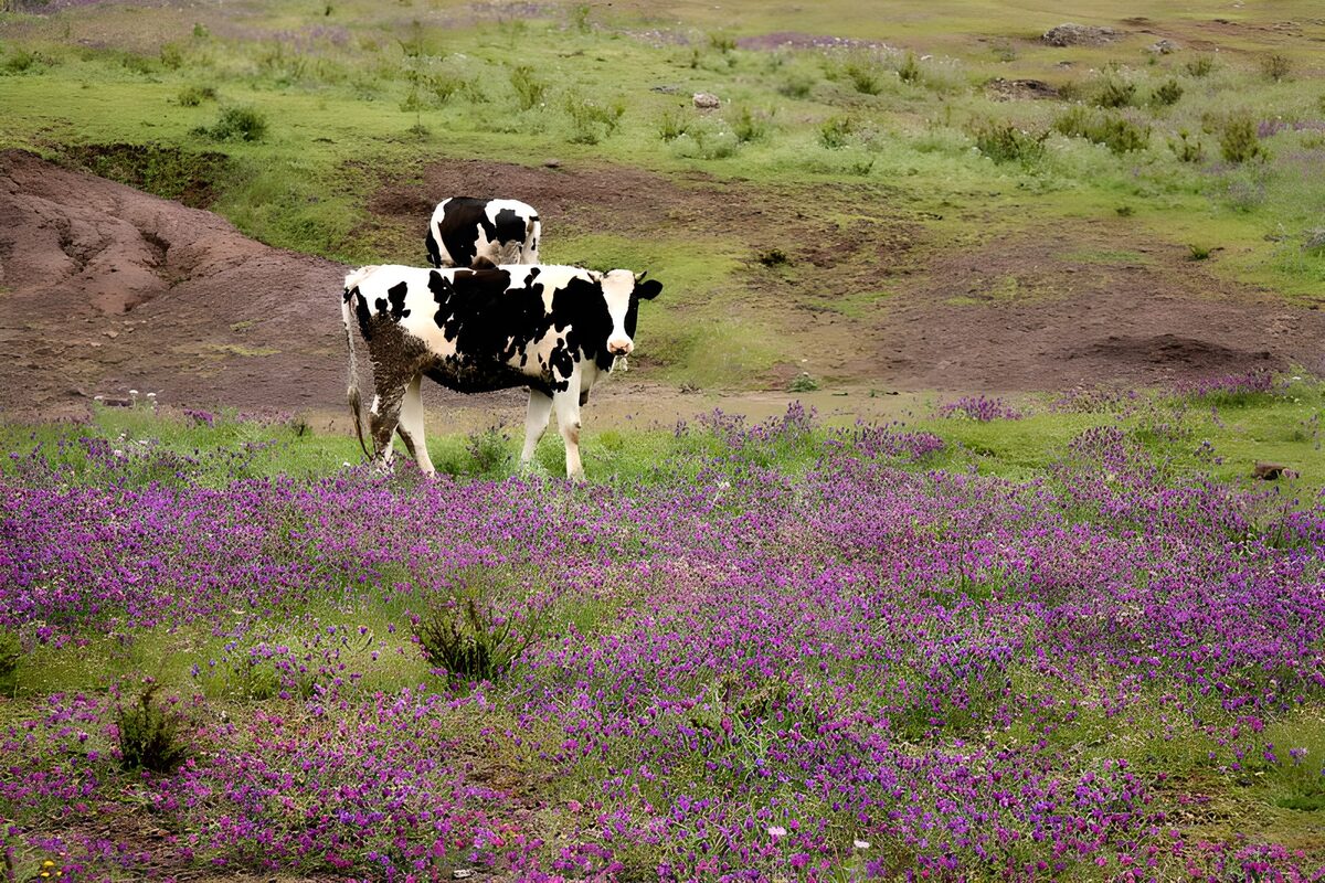 WCUK90158: Cows in purple field 1