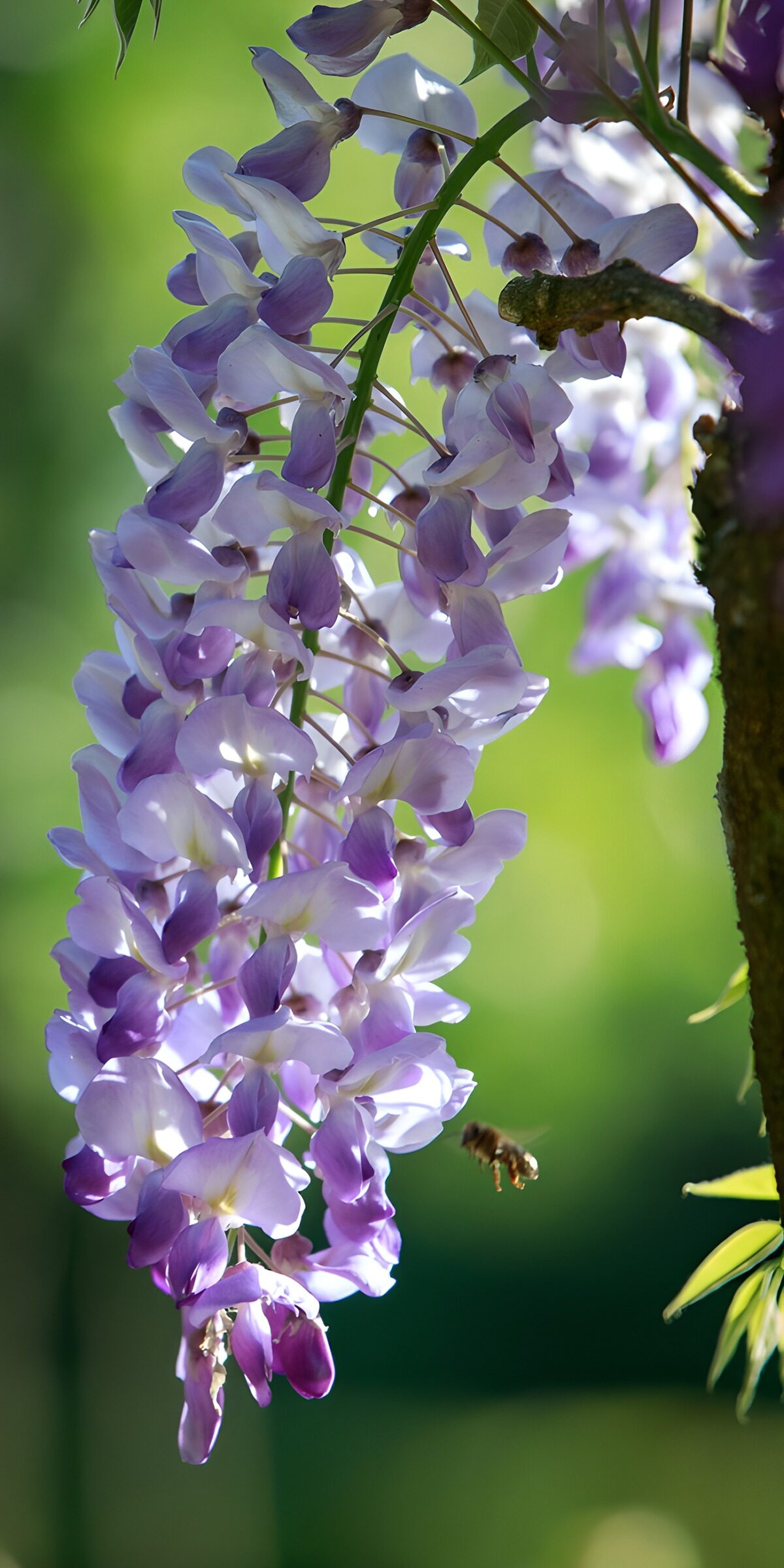WCUK9031387