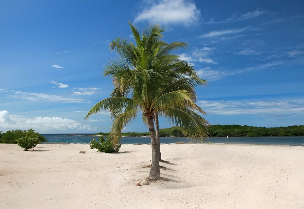 WCUK83064: Two palm trees on the beach