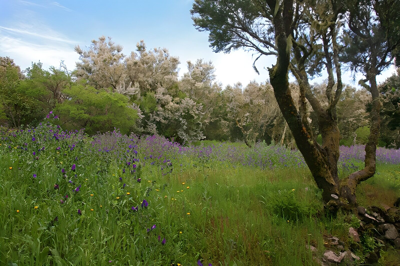 WCUK68518: La Gomera 13