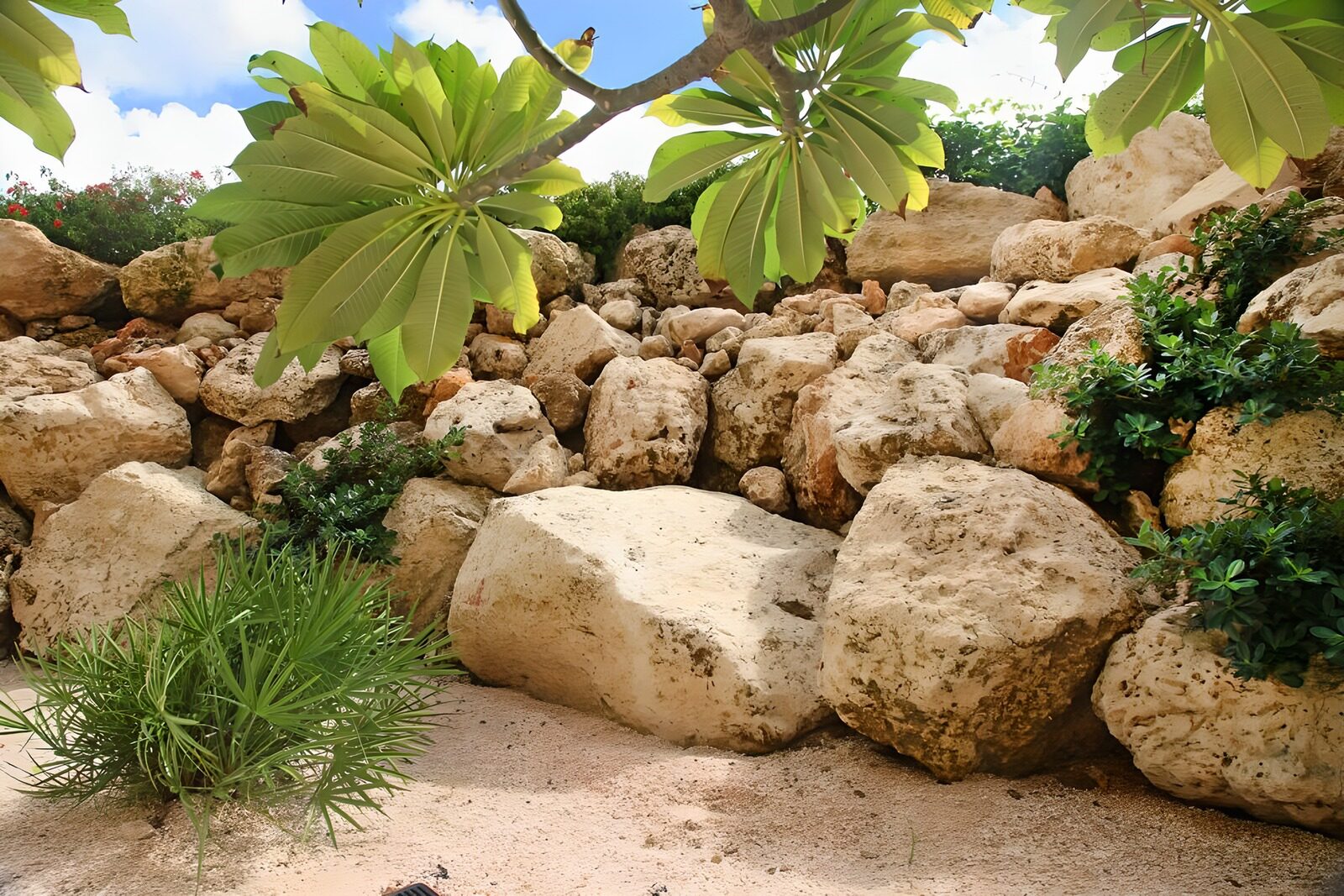 WCUK19125: Branch with leaves and view on the rocks