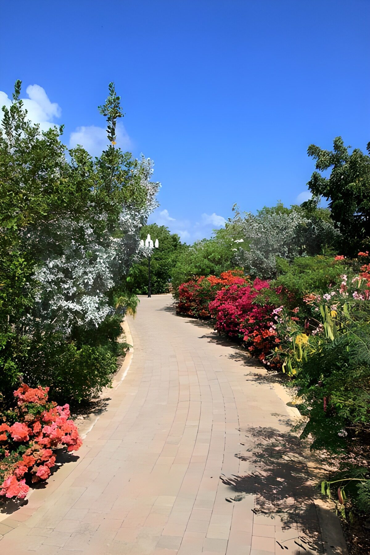 WCUK36378: Lane with bush and flowers and blue sky