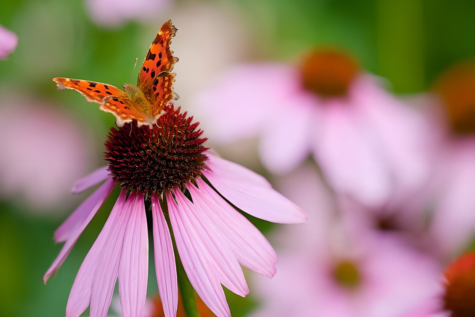 WCUK14596: Butterflies 5