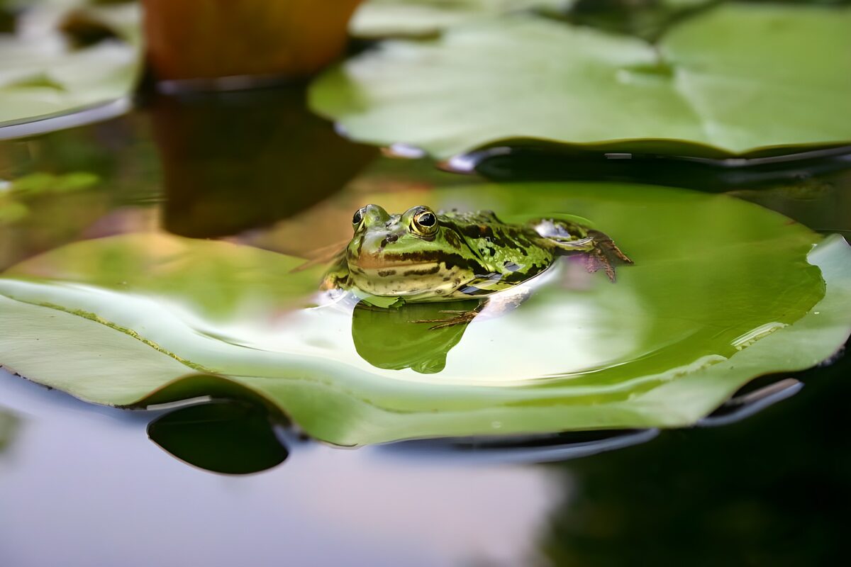 Frog 4
