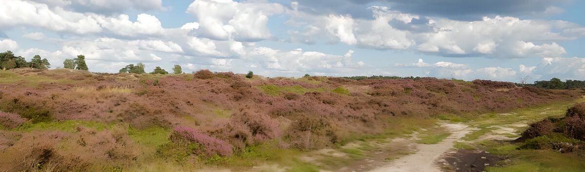 WCUK49686: Veluwe landscapes 1