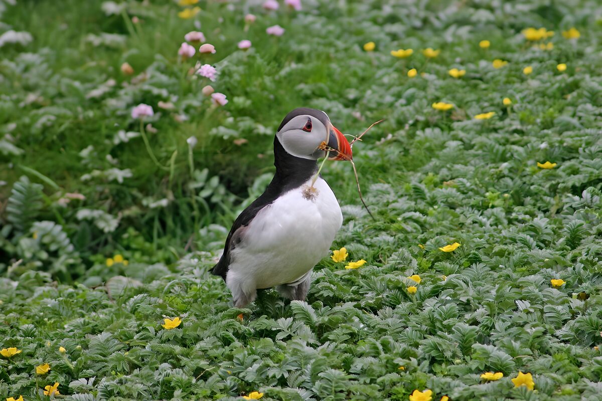 WCUK87236: Puffin looking for nesting material
