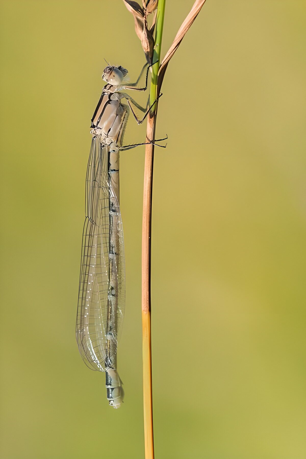 WCUK70936