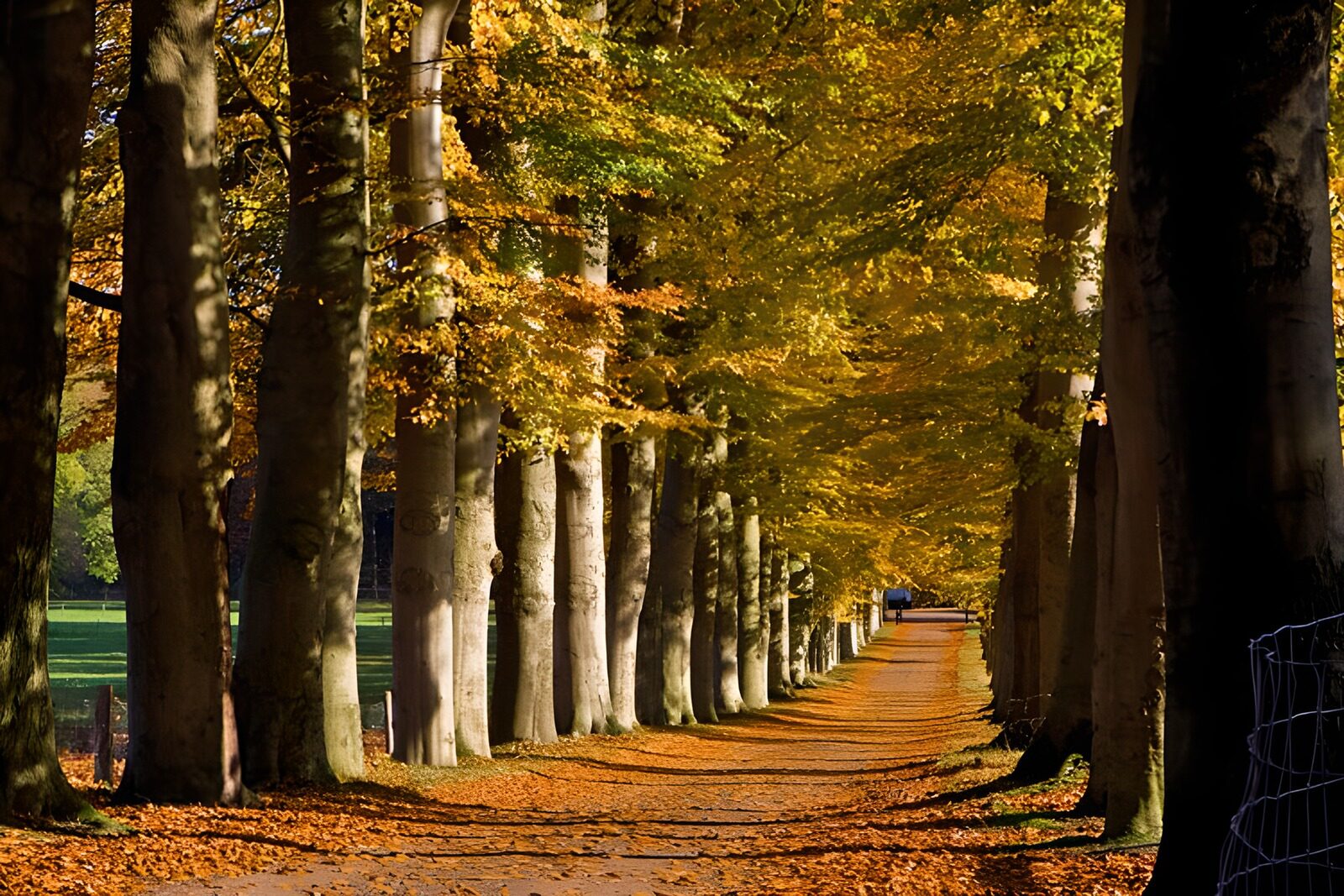 WCUK49327: Forest & Parks 38