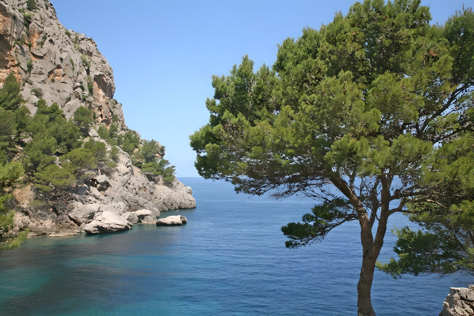 WCUK17369: Sea cliff with tree