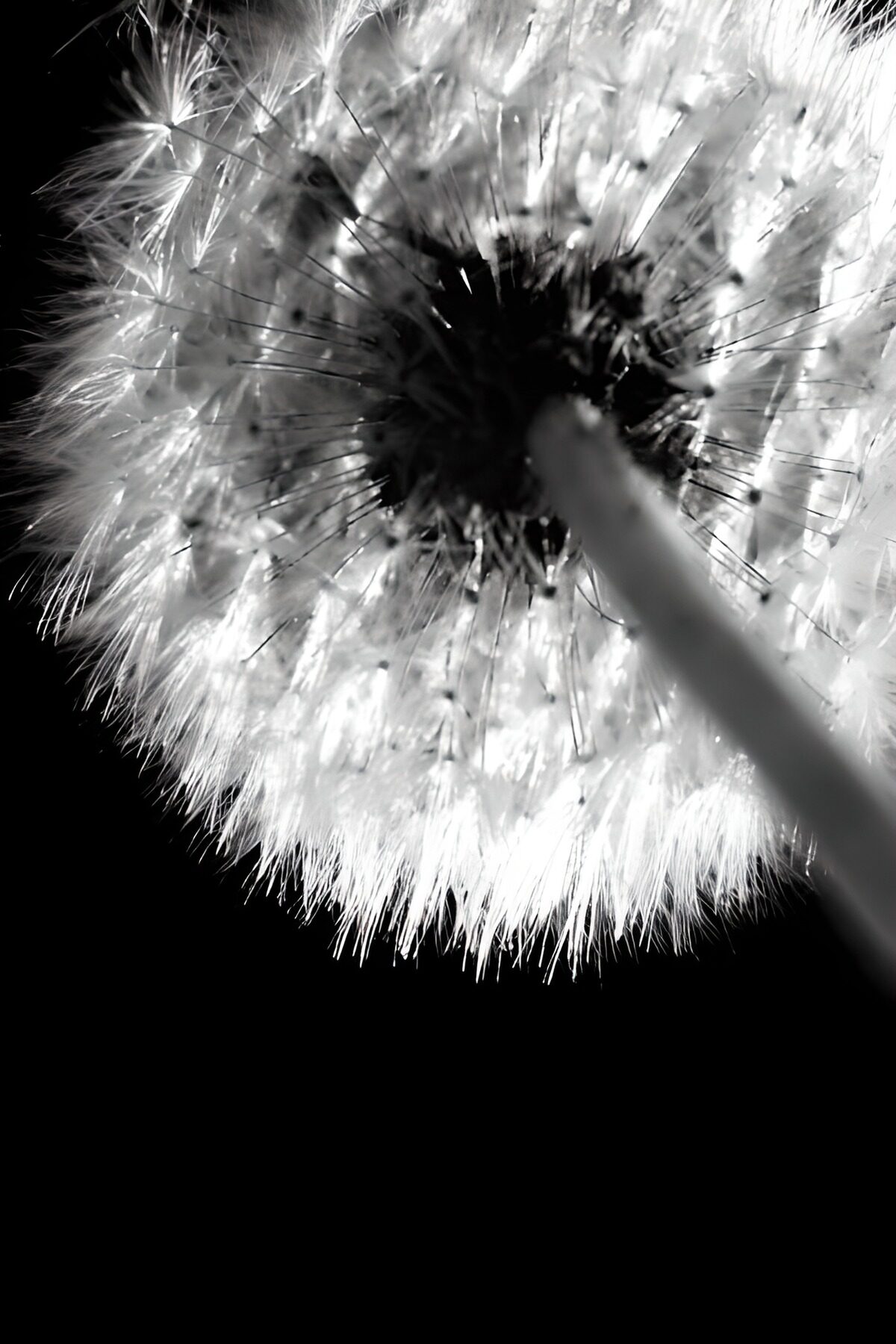 WCUK33659: Flower photo 138
