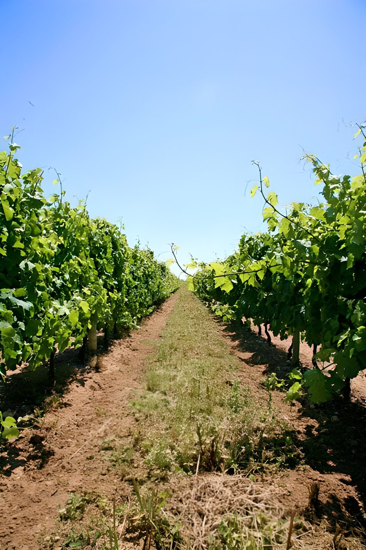 WCUK23210: Orchard view to the end with a blue sky