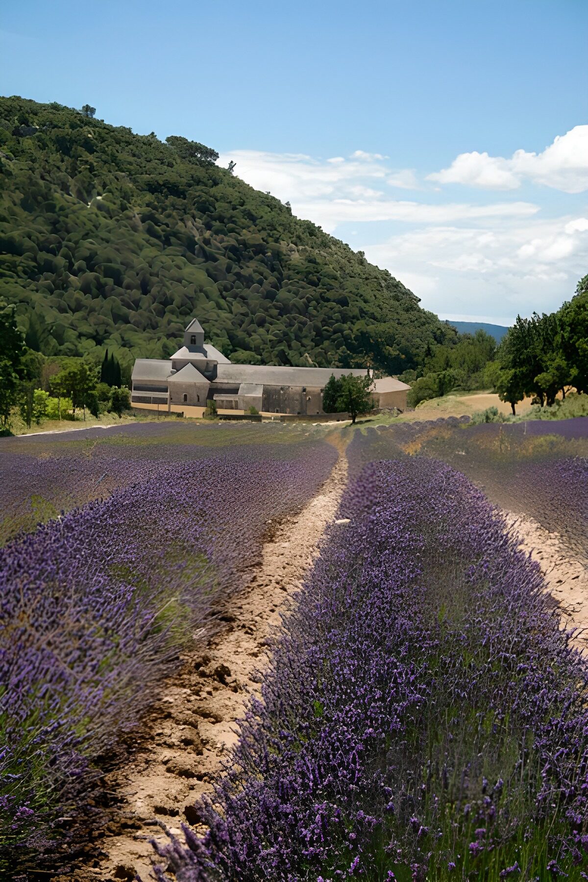 WCUK98872: Lavender fields 3