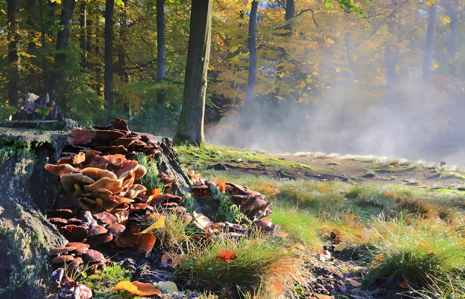 WCUK31303: 37825