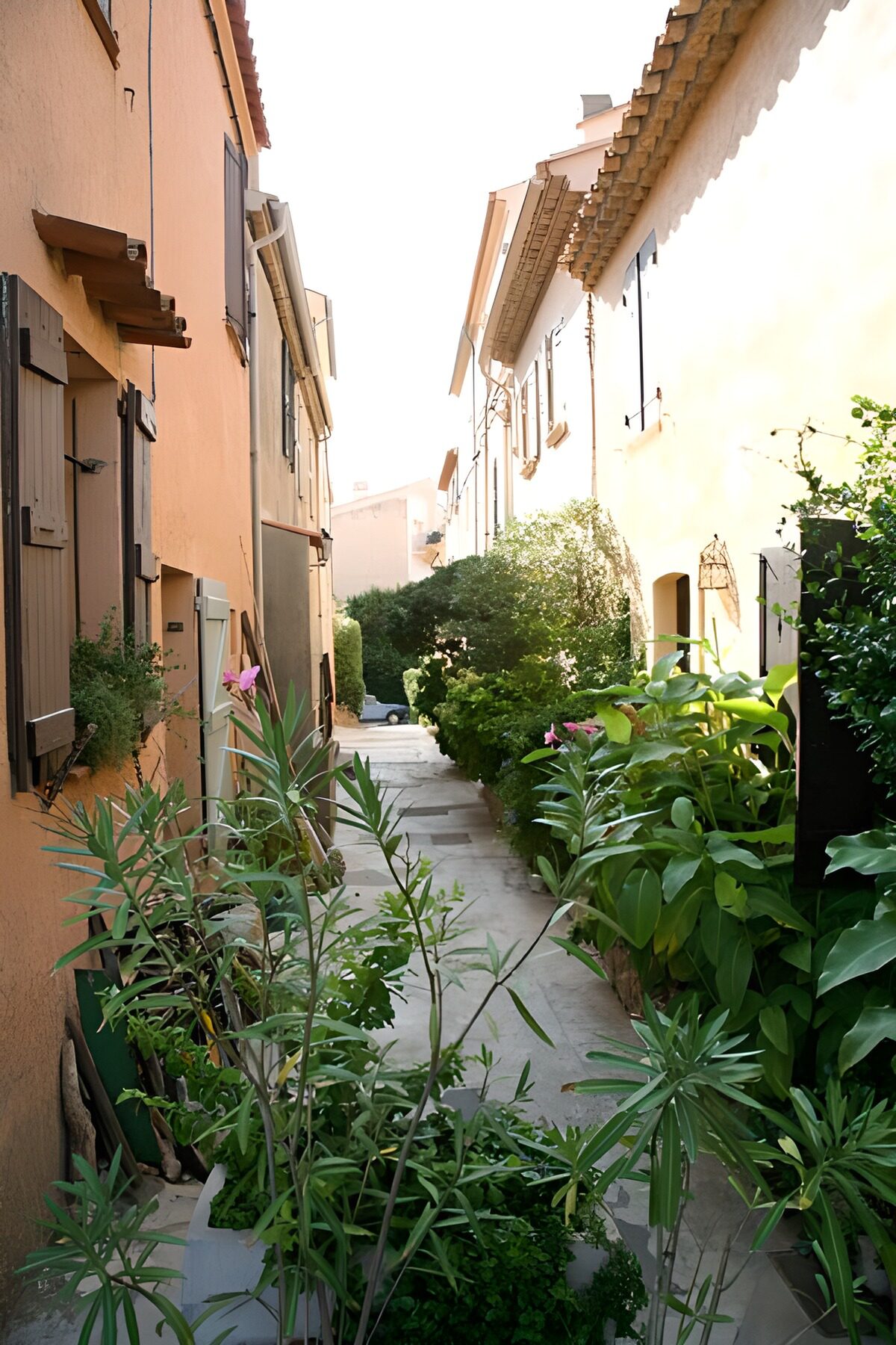 WCUK52548: Small street with many plants and green leaves 2