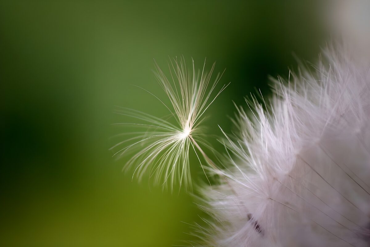 WCUK95567: Flower photo 39