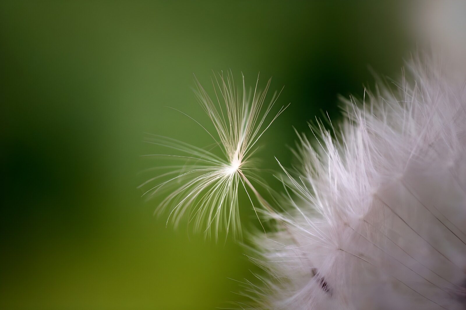 WCUK95567: Flower photo 39