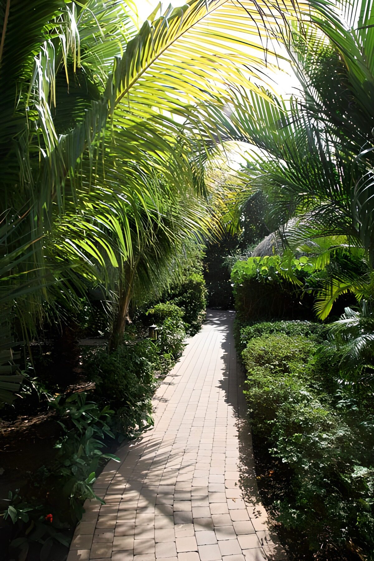 WCUK28887: Path through palm trees with green foliage version 2