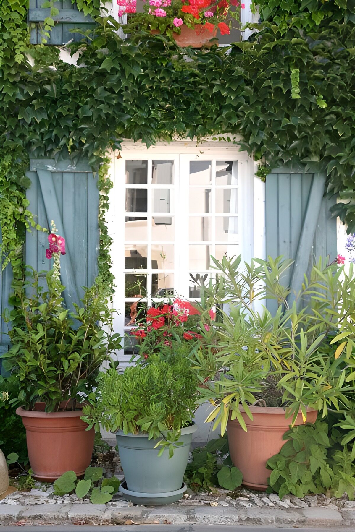 WCUK86694: Plants and flowers next to open shutters with ivy