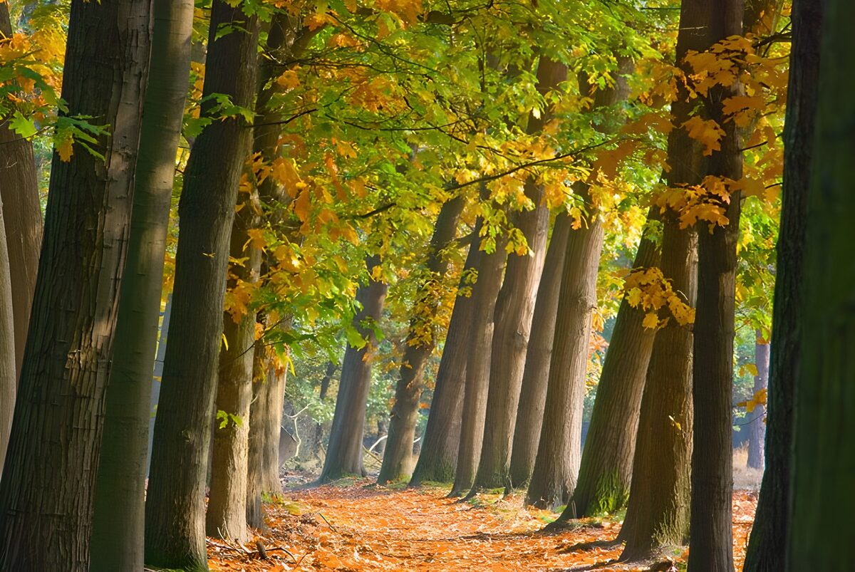 WCUK15137: Forest & Parks 37