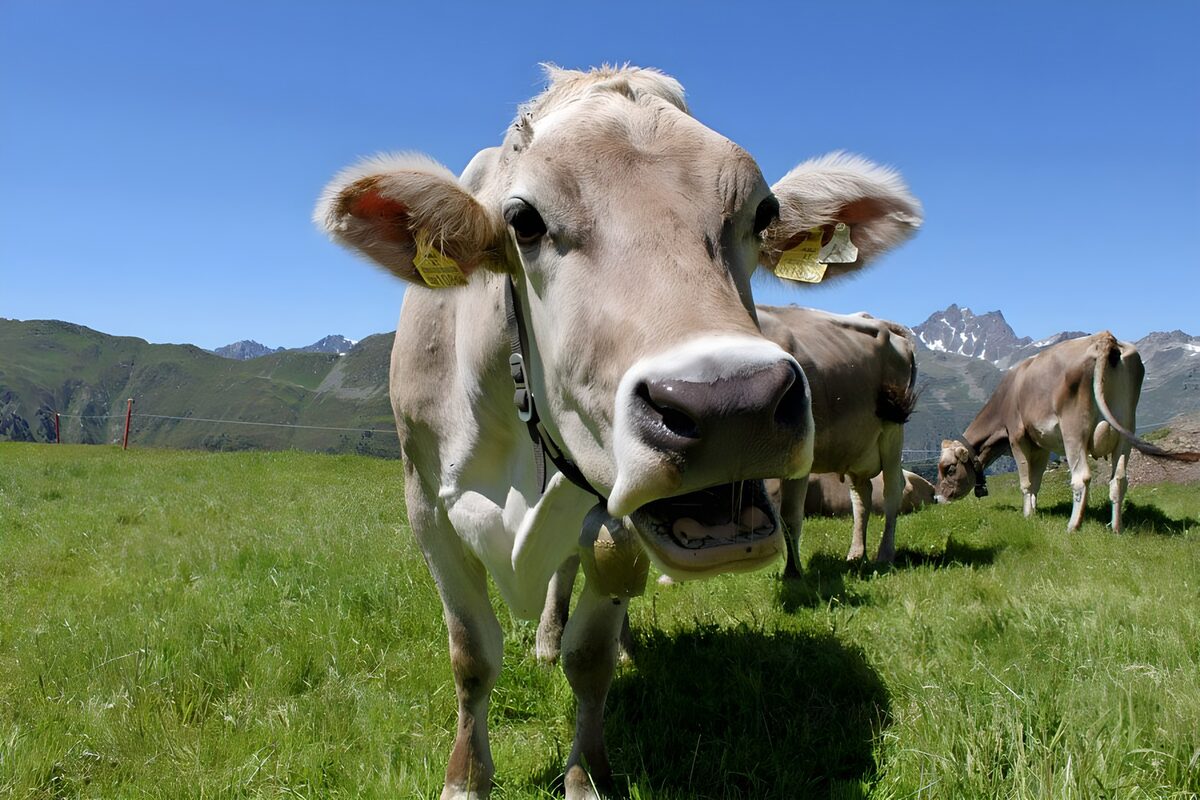 WCUK14867: Head of cow, meadow in the Alps