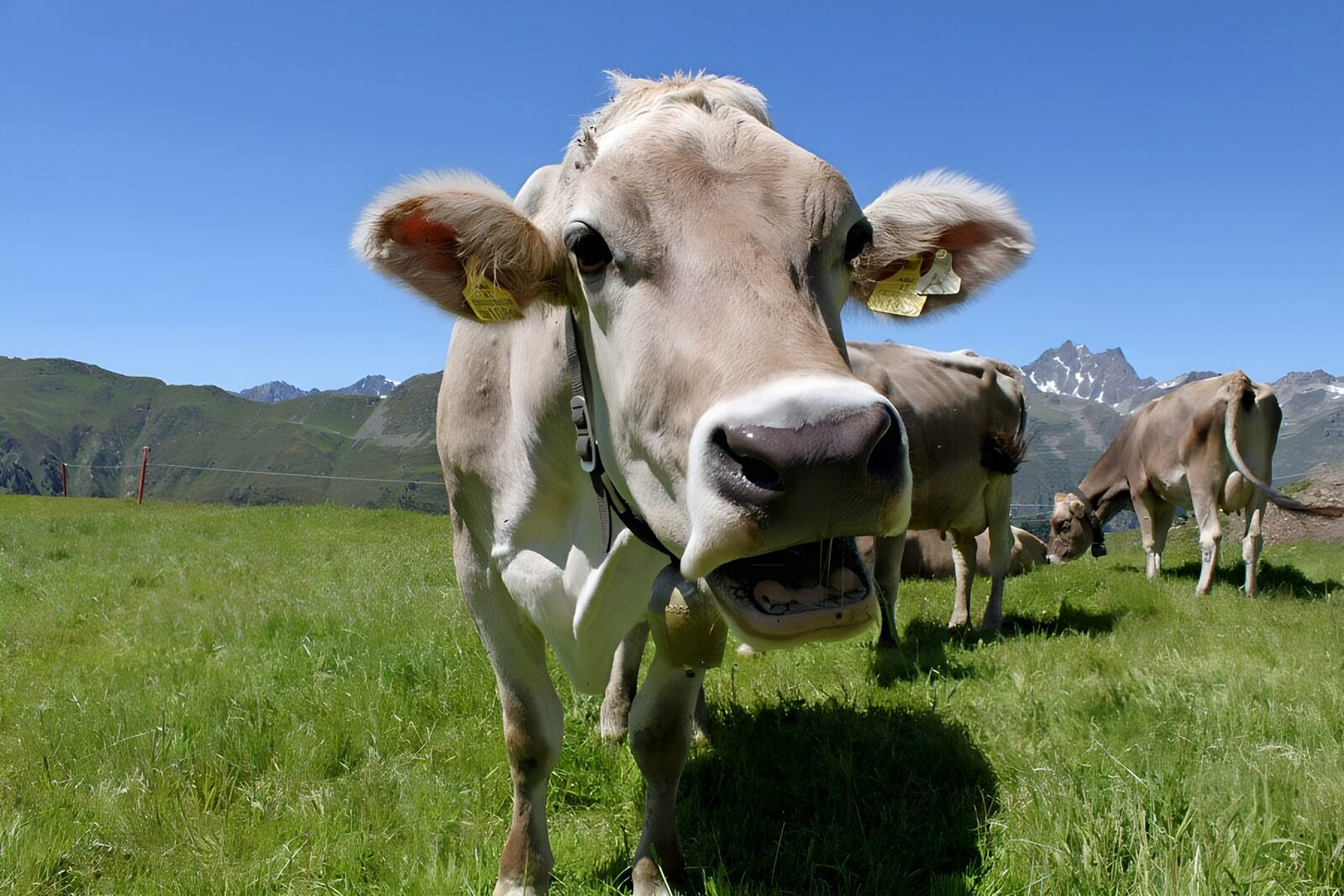 WCUK14867: Head of cow, meadow in the Alps