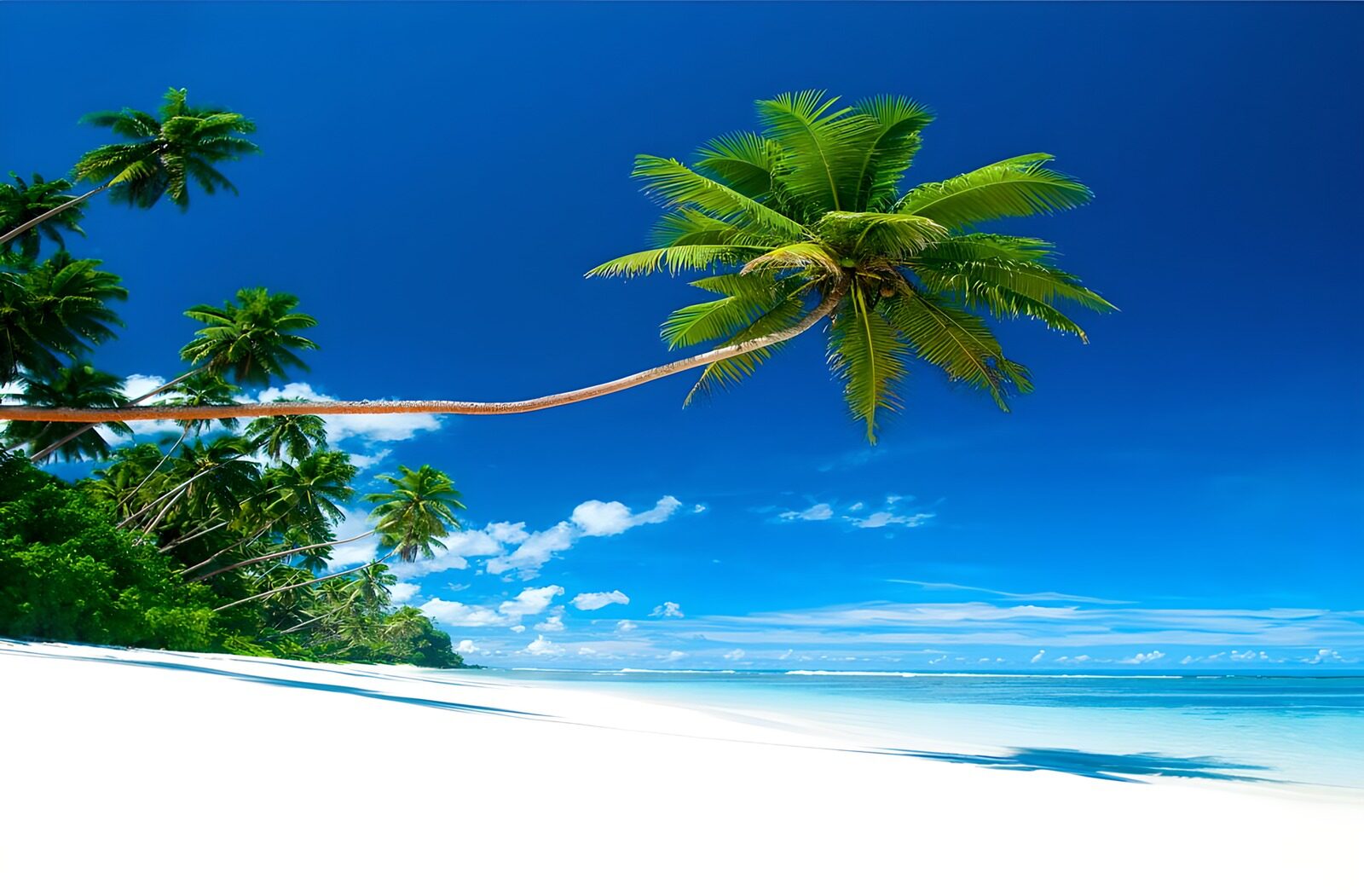 WCUK64965: Caribbean beach with overhanging palm tree