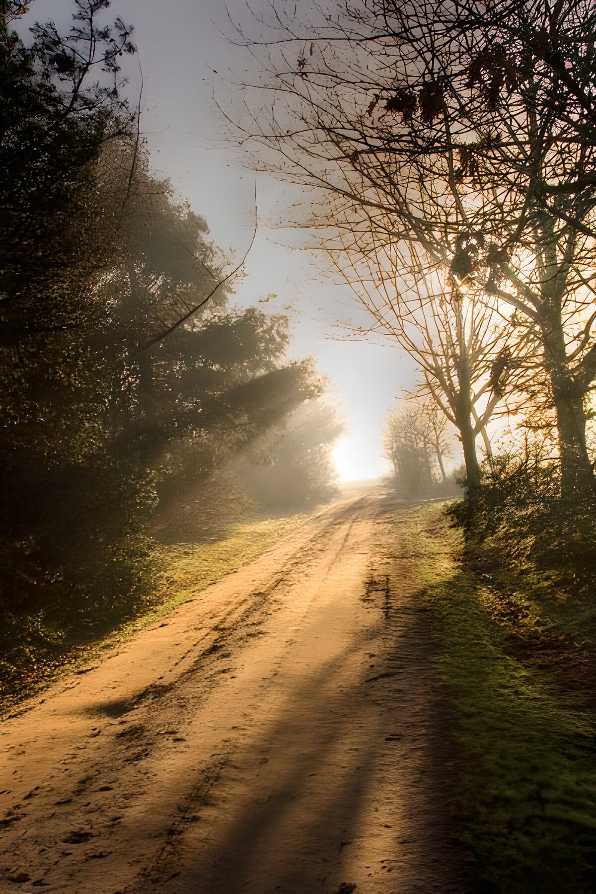 WCUK23432: Forest & Parks 6