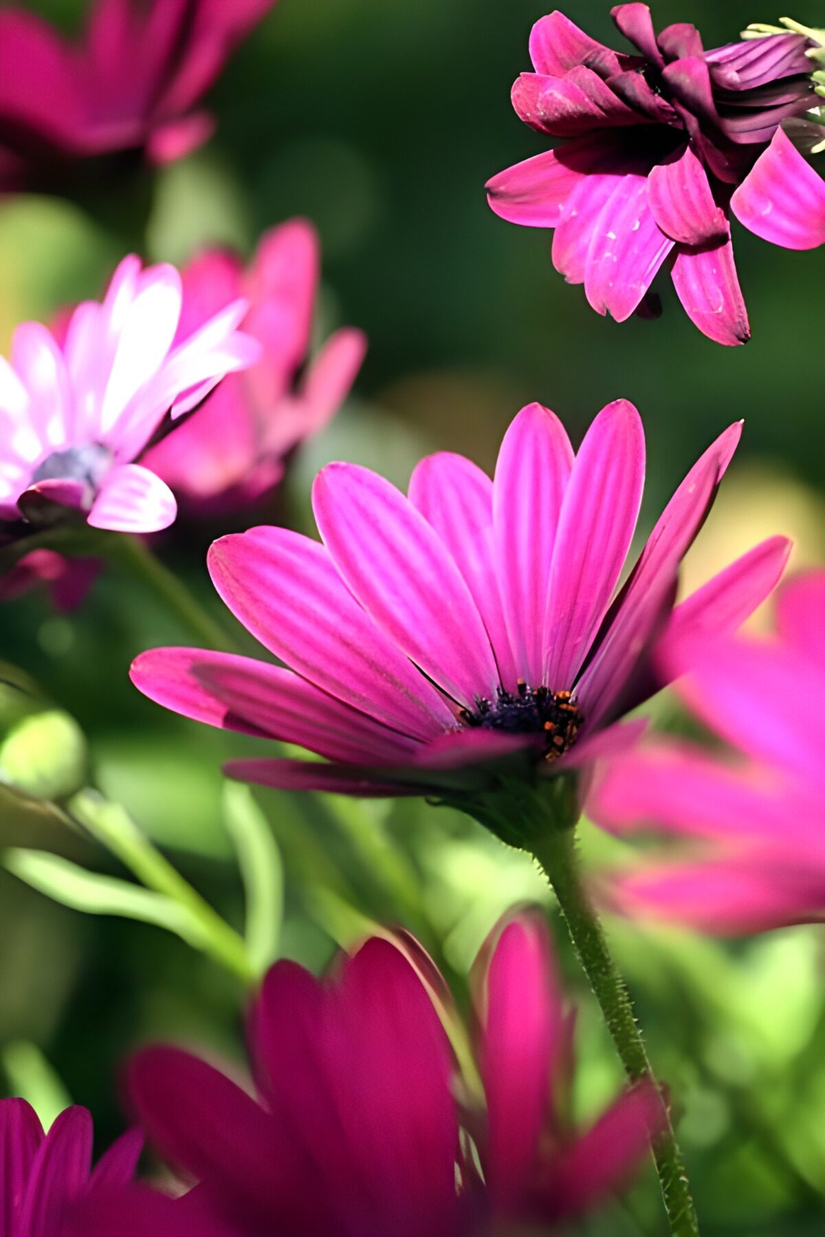 WCUK82335: Flower photo 134