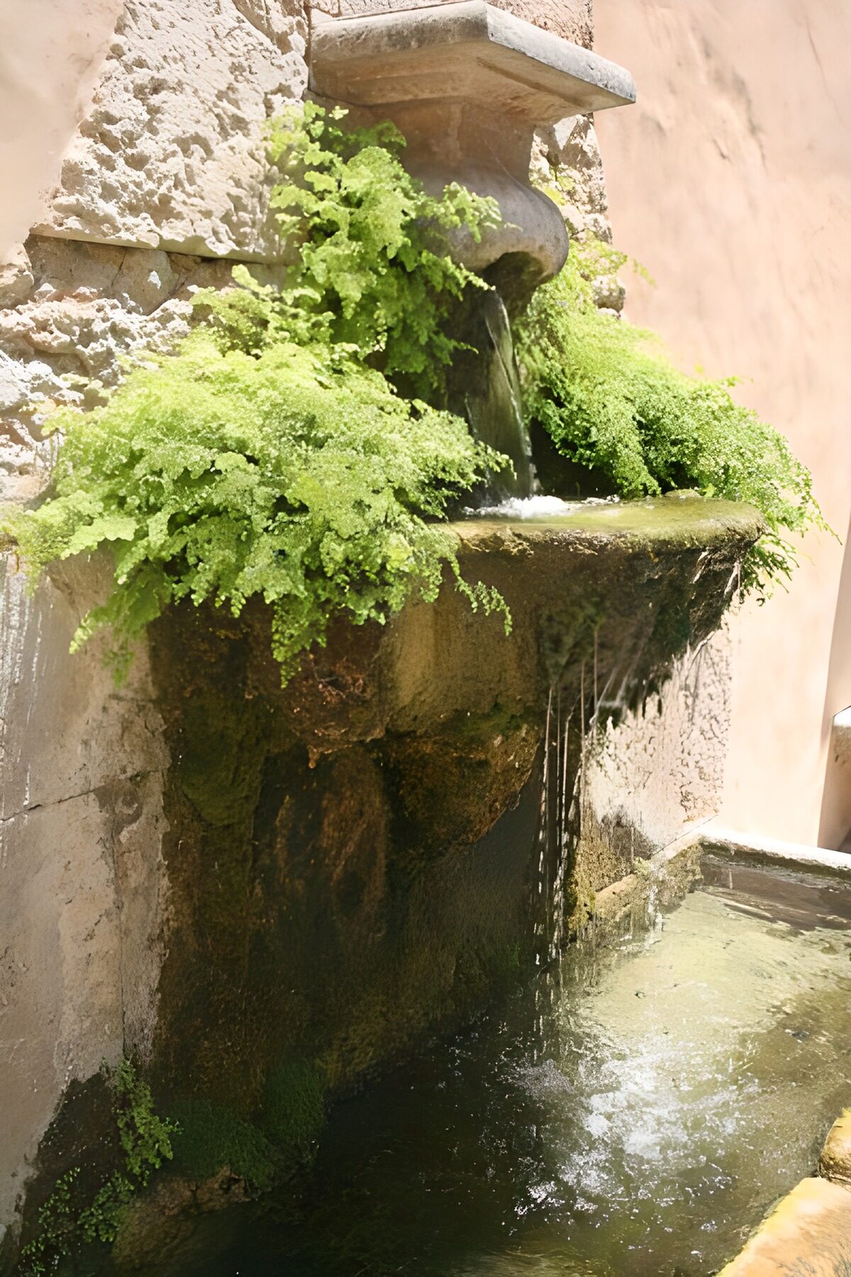 WCUK70686: Drinking place or fountain with unkempt foliage