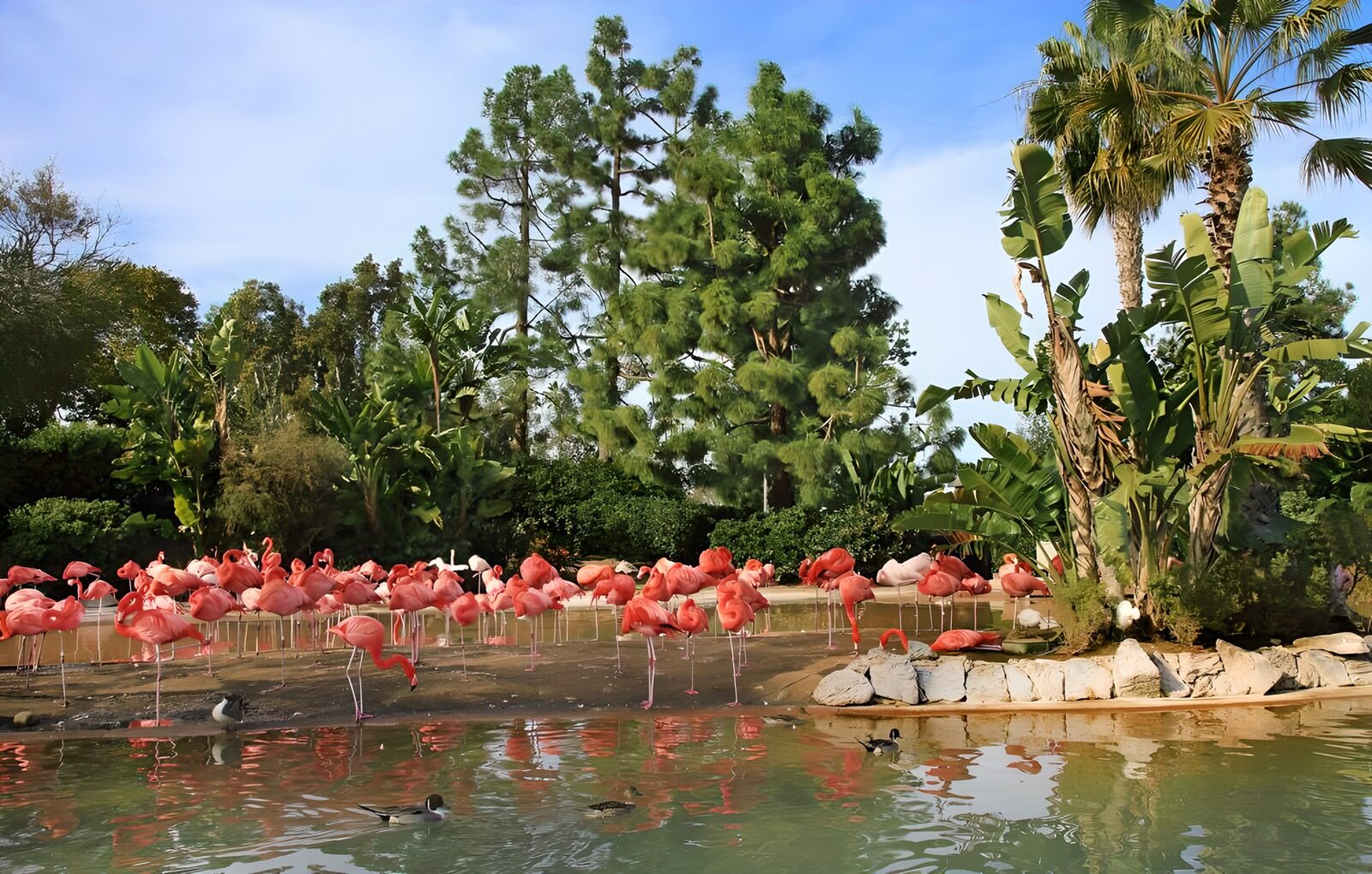 WCUK63776: Flamingoes at the water's edge with palm trees.