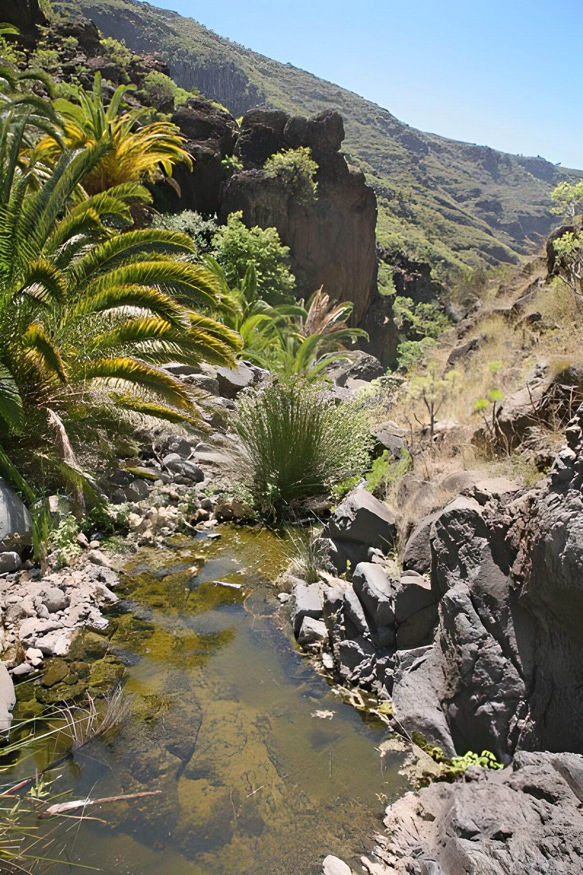 WCUK70966: La Gomera 11