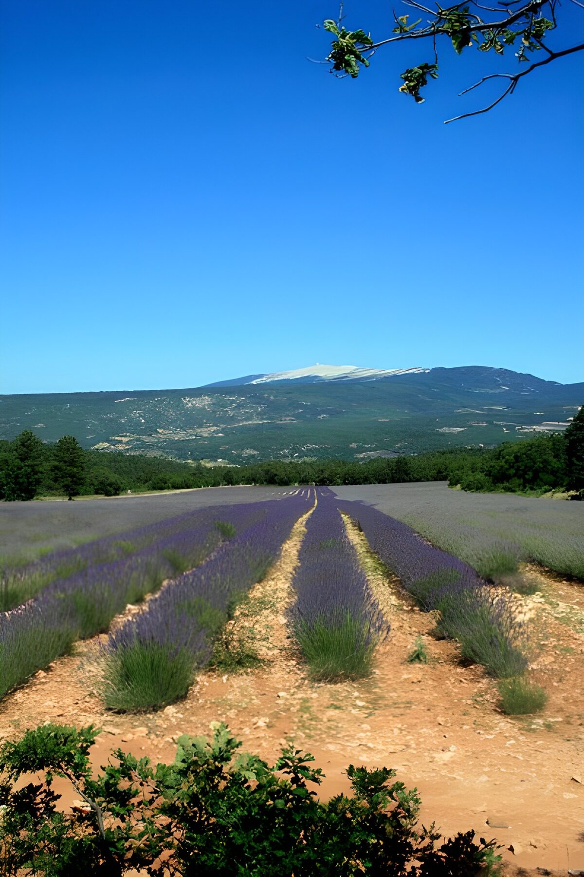 WCUK14853: Lavender fields  1