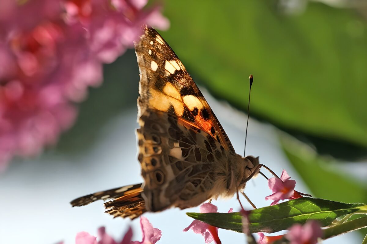 WCUK62280: Butterflies 14
