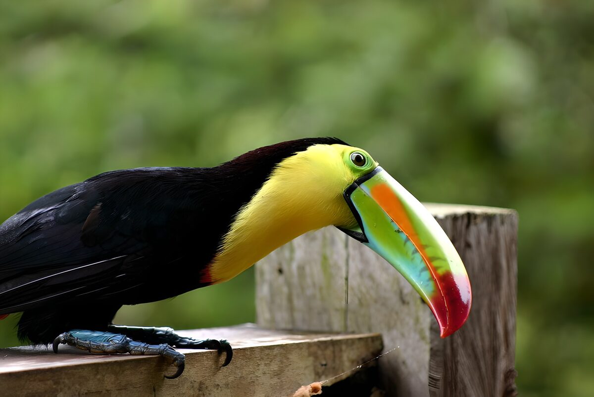 WCUK67119: Tucan on gate, Costs Rica
