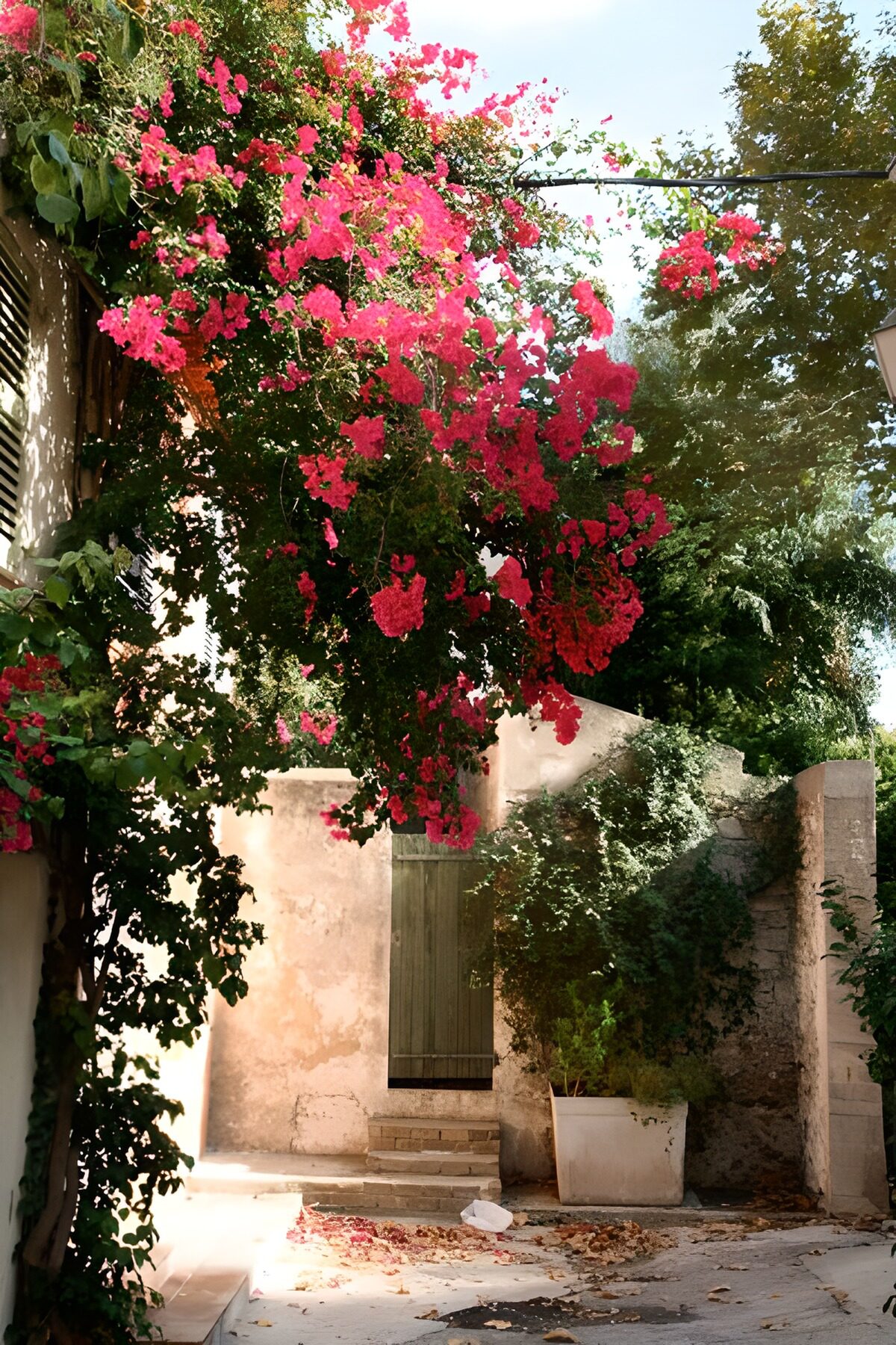 WCUK83498: Door in wall with hanging flowers