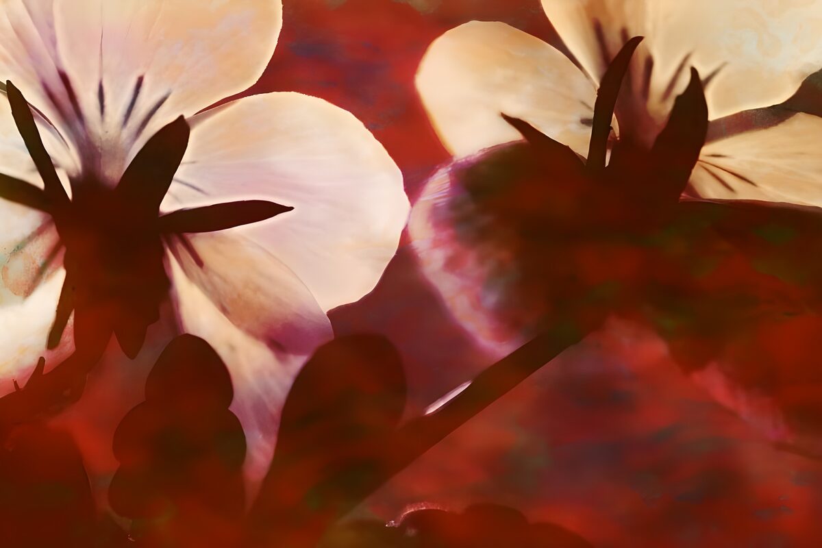 WCUK79044: Flower photo 51