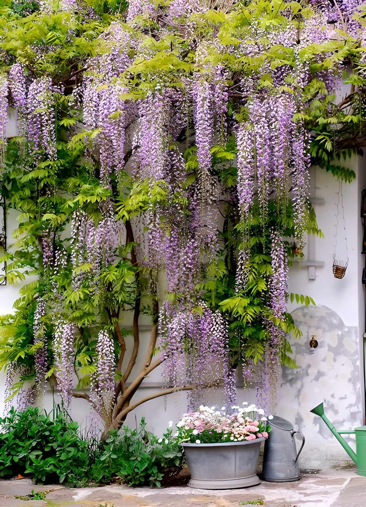 WCUK25127: Blue Wisteria next to old wall